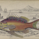 Illustration for article titled Natural History of Fishes of the Perch Family